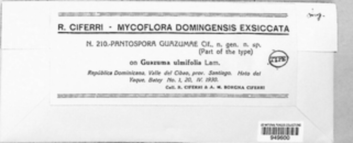 Pantospora guazumae image